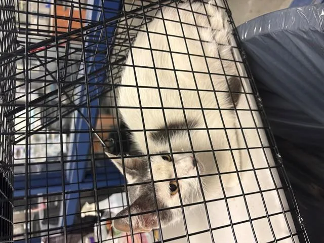 A young small-sized female Domestic Short Hair cat named Wiki for adoption in Miami, FL