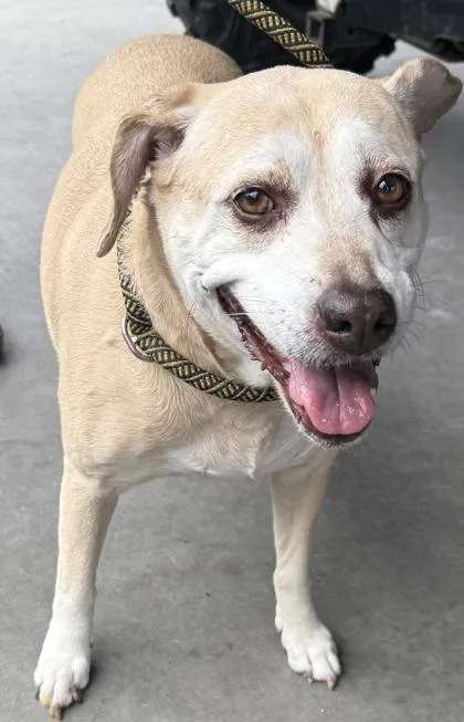 A senior medium-sized female Labrador Retriever dog named Bella Fka Anna for adoption in Conway, SC