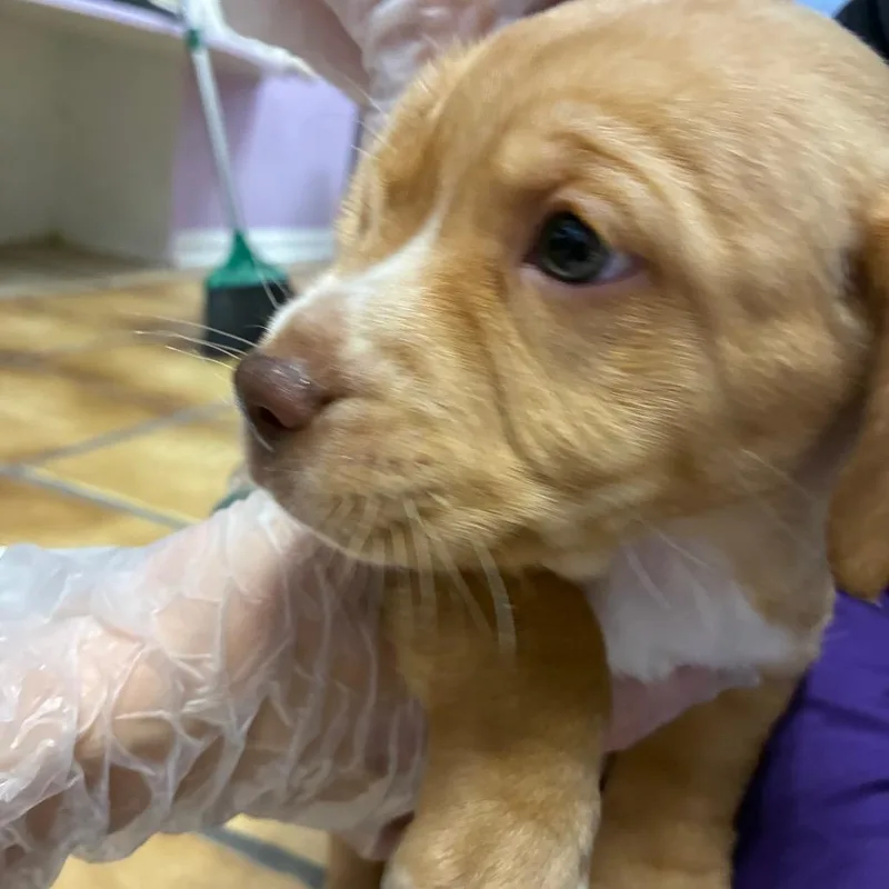 Penelope thumbnail 2