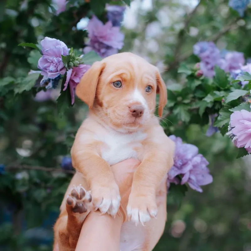 Penelope thumbnail 5