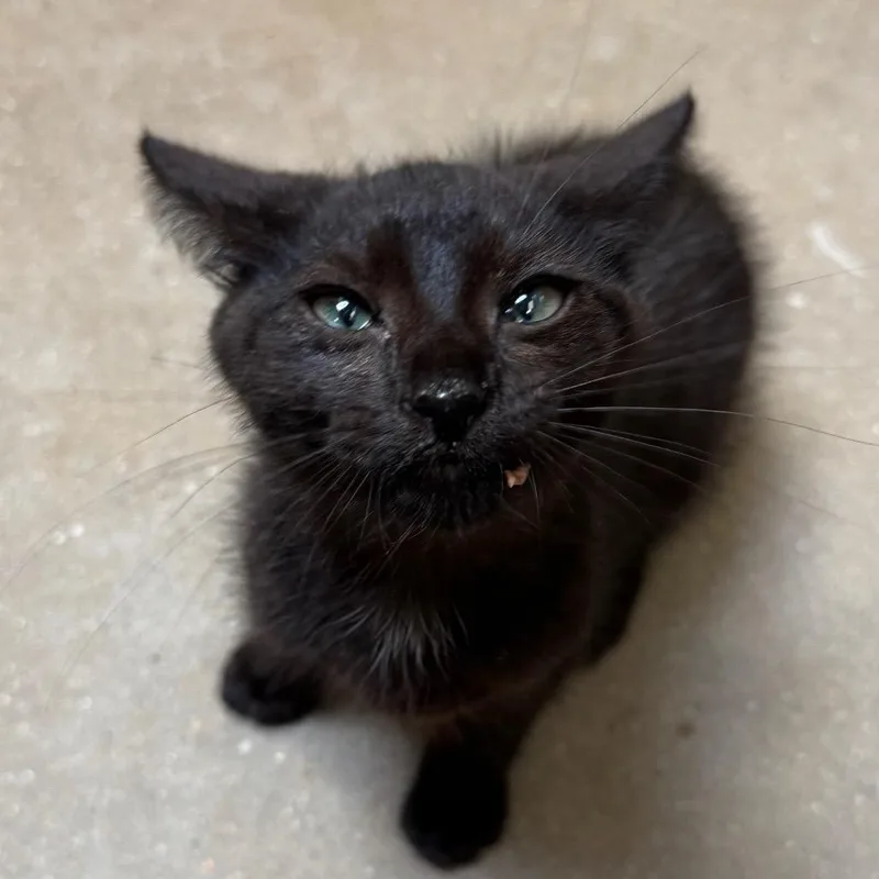 A baby small-sized female Black Domestic Short Hair cat named Princess Donut for adoption in York, PA