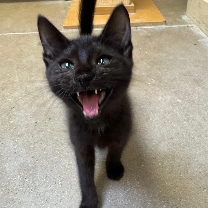 Princess Donut thumbnail 2