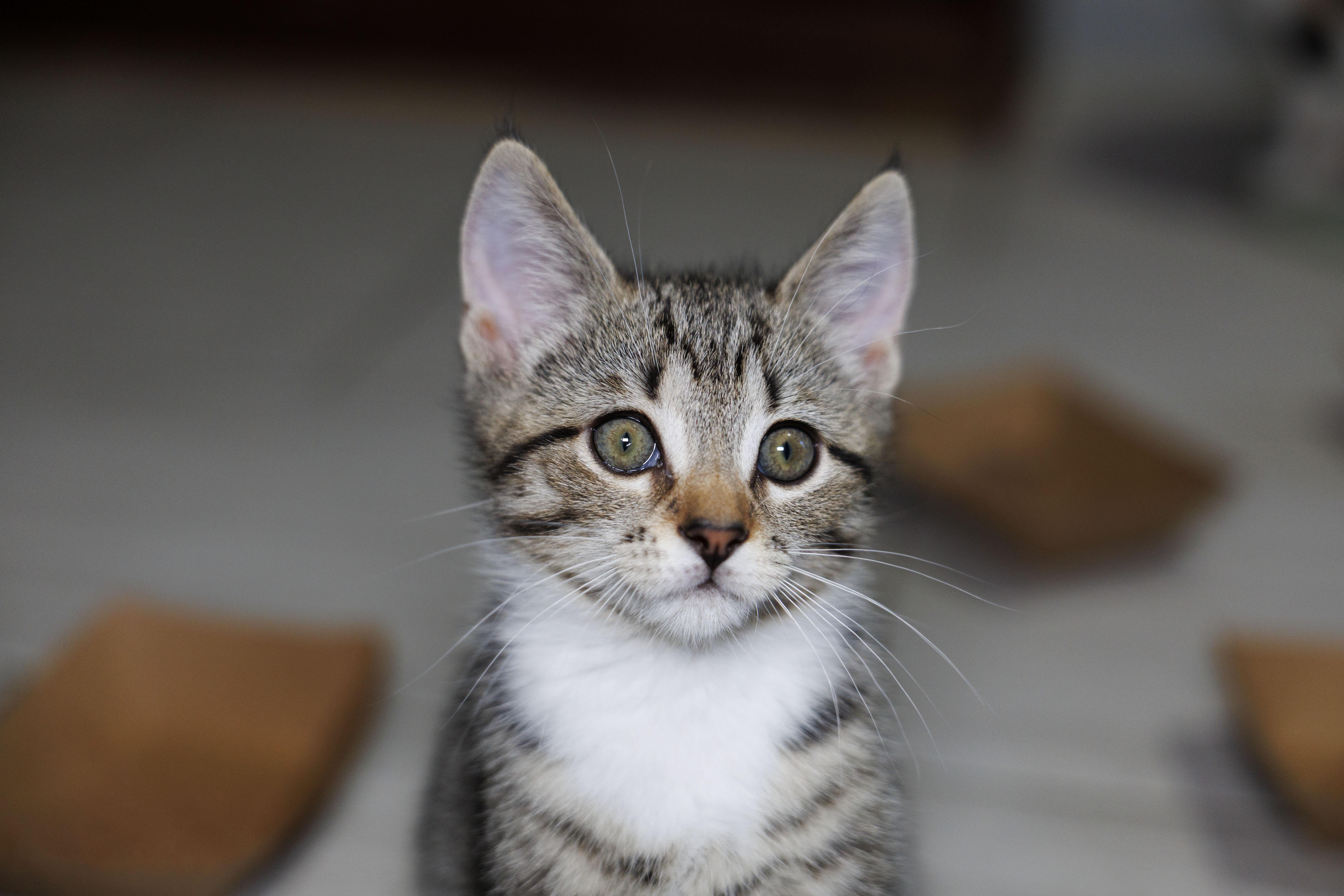 A baby small-sized female Tabby (Gray / Blue / Silver) Domestic Short Hair cat named Venus for adoption in Mount Rainier, MD
