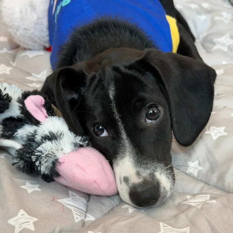 A baby small-sized female Black Labrador Retriever dog named Beach Pup: Seashell for adoption in Falls Church, VA