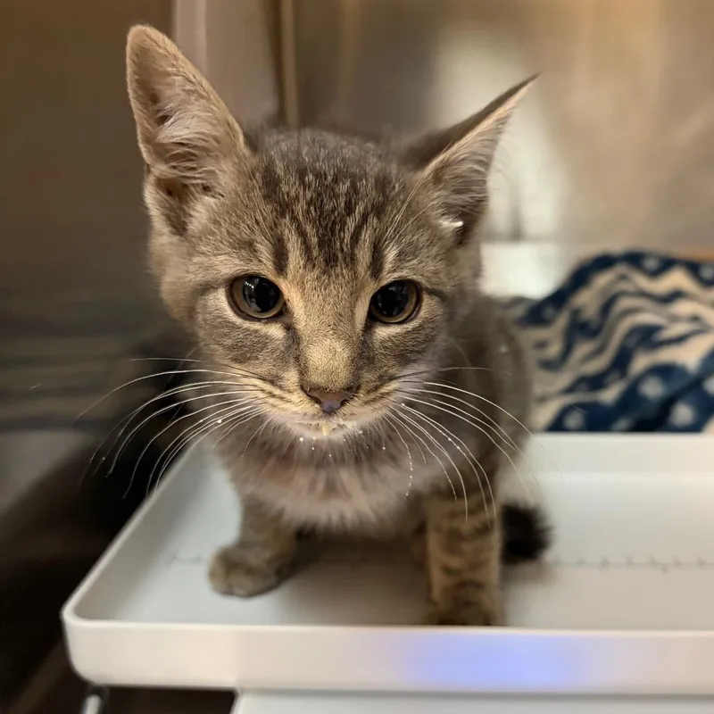 A baby small-sized male Gray / Blue / Silver Domestic Short Hair cat named Stuart for adoption in Newark, NJ