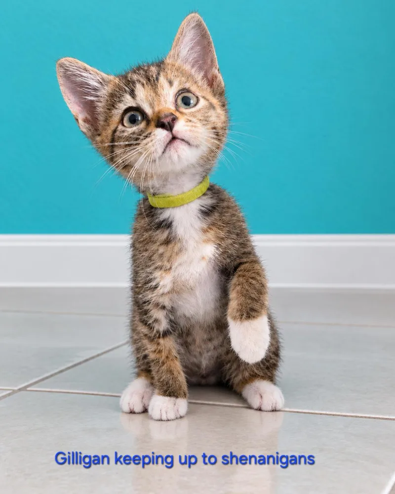 A baby medium-sized male Brown / Chocolate Domestic Short Hair cat named Gilligan for adoption in Largo, FL