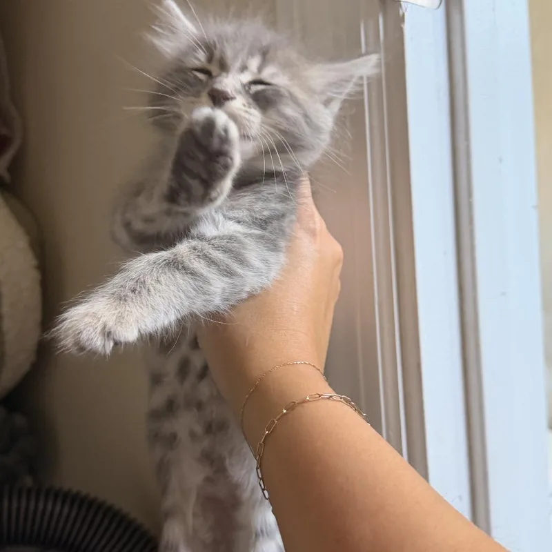 A baby small-sized male Gray / Blue / Silver Domestic Long Hair cat named Odysseus for adoption in Long Beach, CA