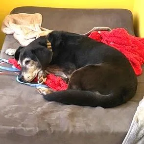 Hazel