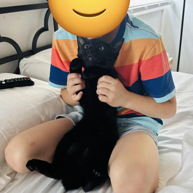A baby small-sized male Black Domestic Short Hair cat named Jason and Night for adoption in Fort Worth, TX