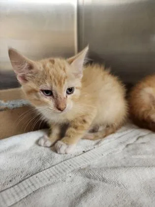 A baby small-sized male Domestic Short Hair cat named Toe for adoption in Independence, MO