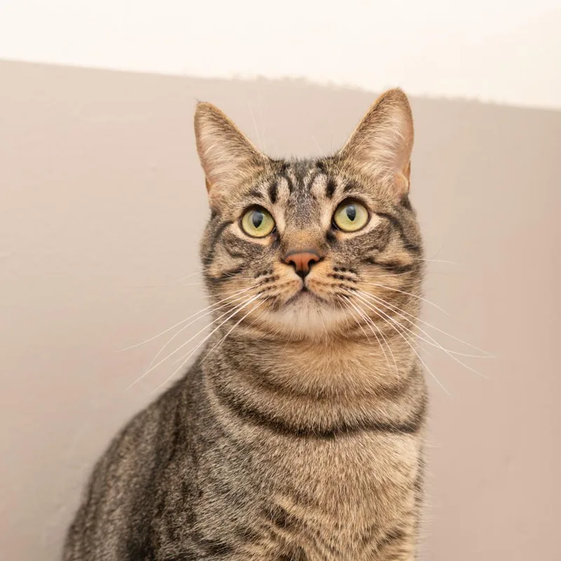 An adult small-sized male Domestic Short Hair cat named Rey Mysterio for adoption in Los Angeles, CA