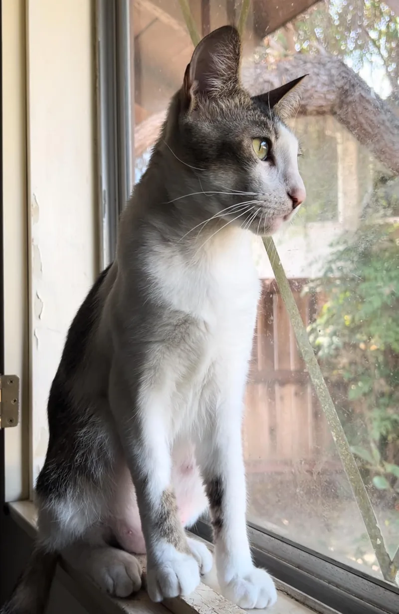 Gold Dust thumbnail 2