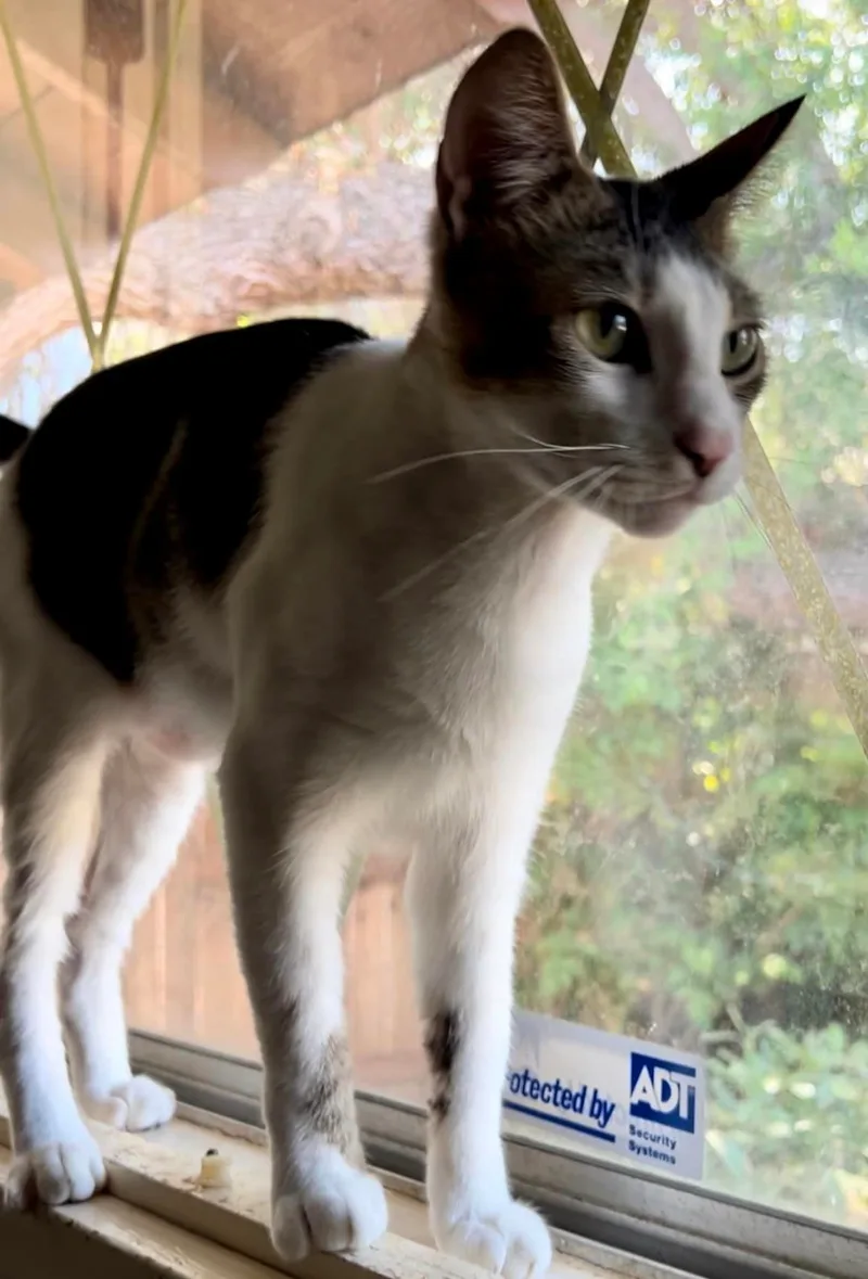 Gold Dust thumbnail 4