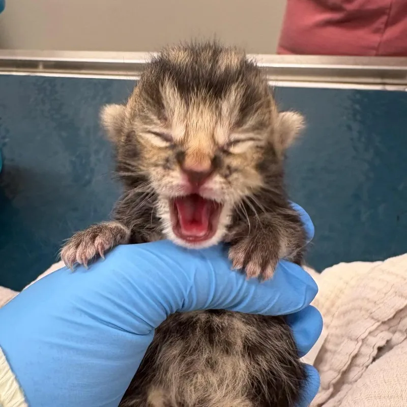 A baby small-sized male Brown / Chocolate Domestic Short Hair cat named Magnus for adoption in Oak Park, IL