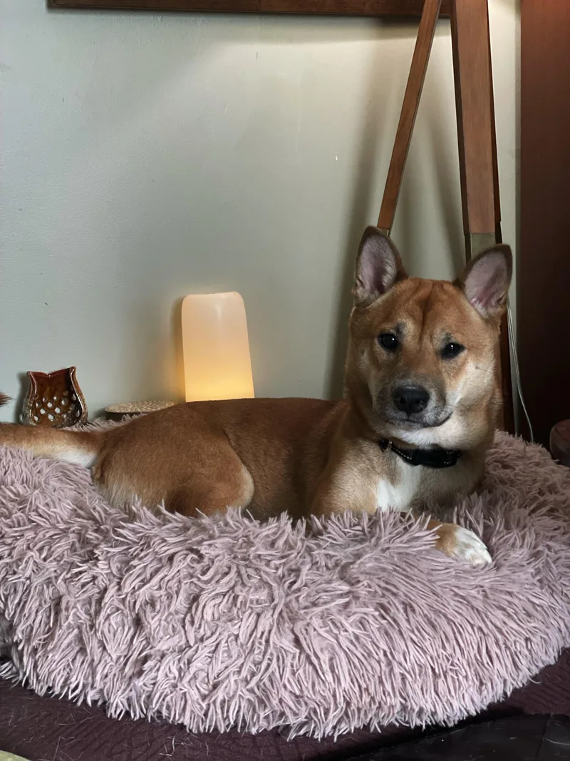 A young medium-sized male Red / Chestnut / Orange Shiba Inu dog named Lanni for adoption in Toms River, NJ