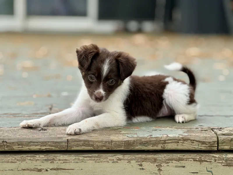 A baby small-sized female Pomeranian dog named Phoebe for adoption in Collingswood, NJ