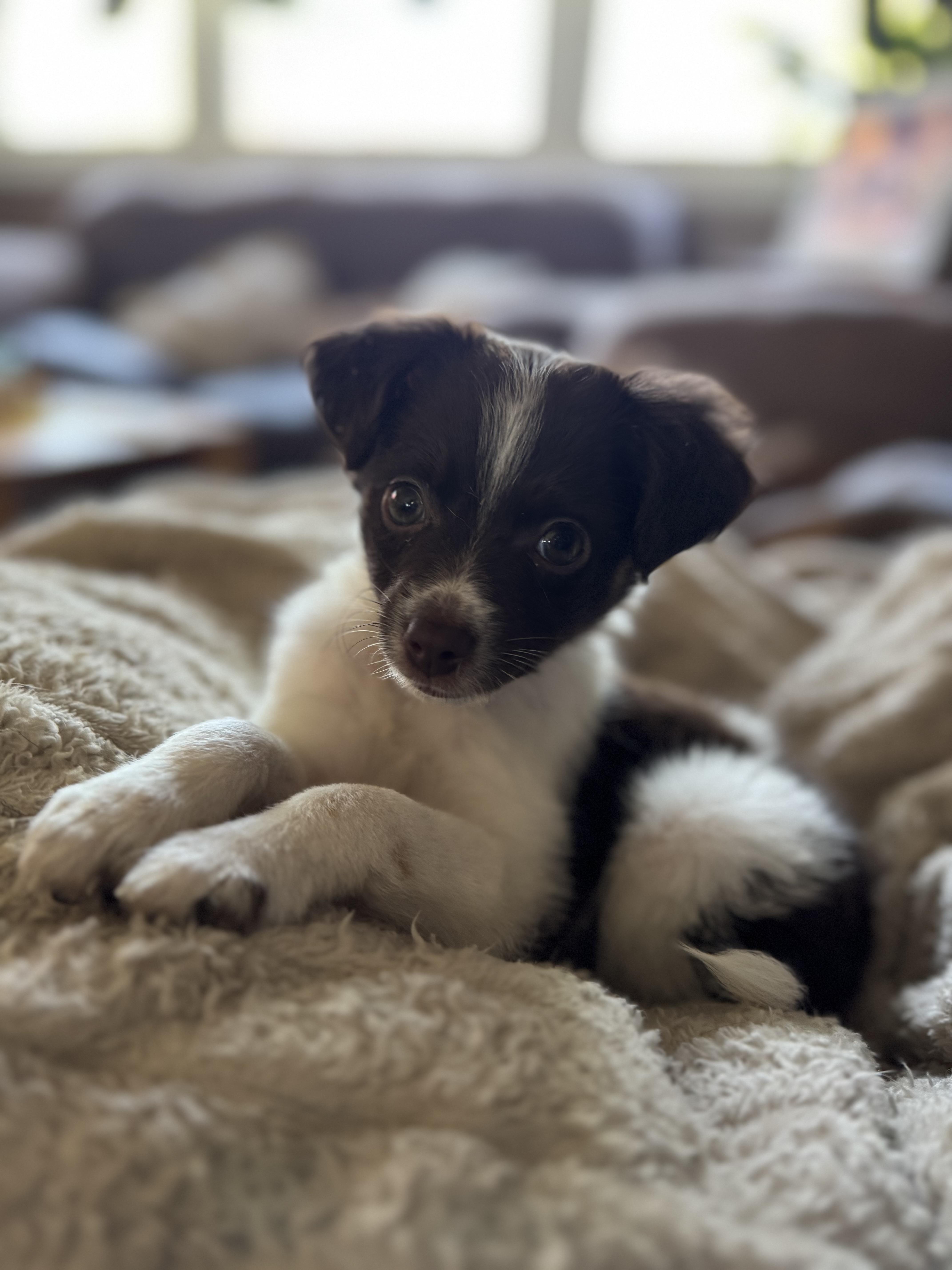 Phoebe thumbnail 3
