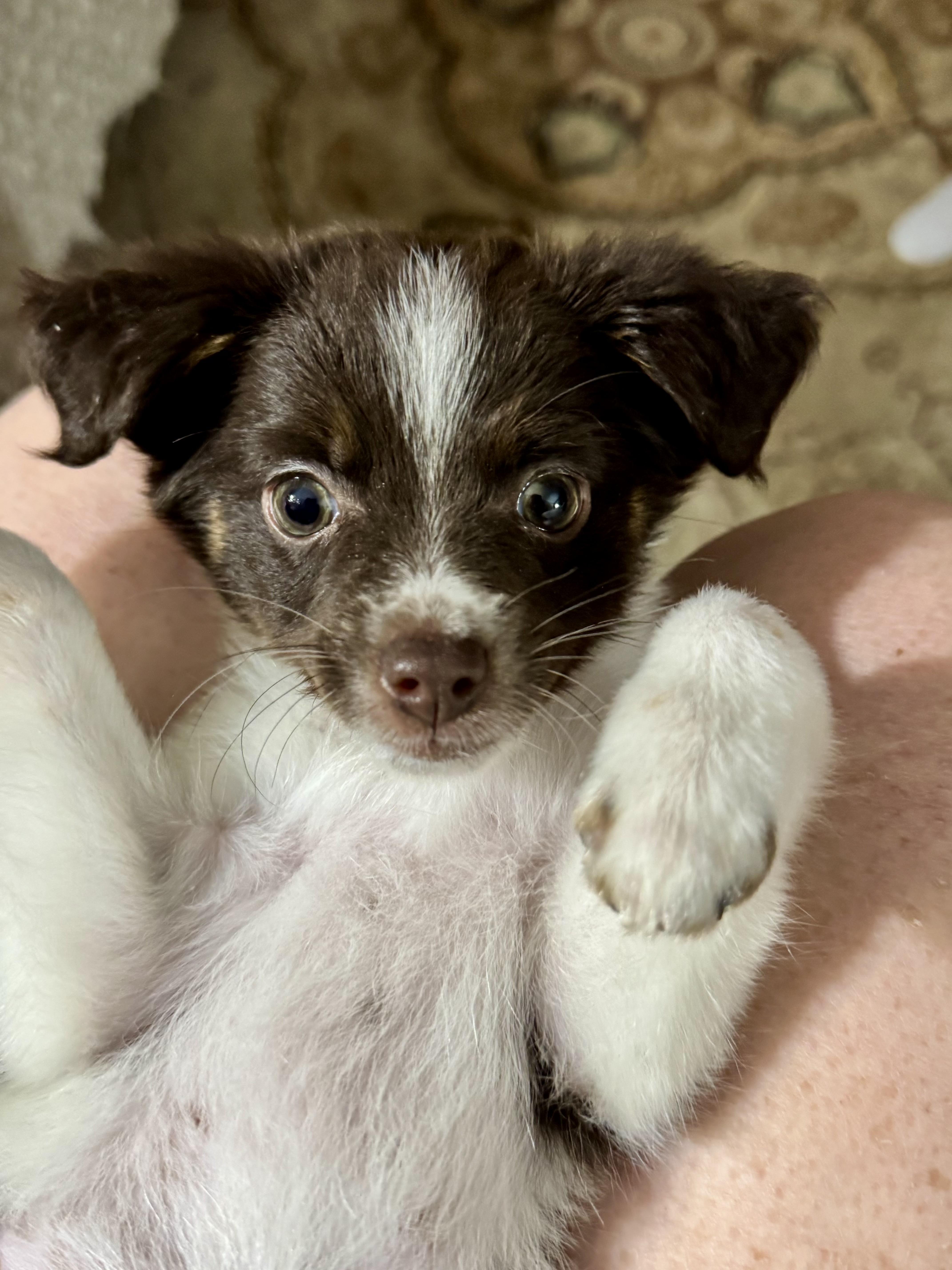 Phoebe thumbnail 4