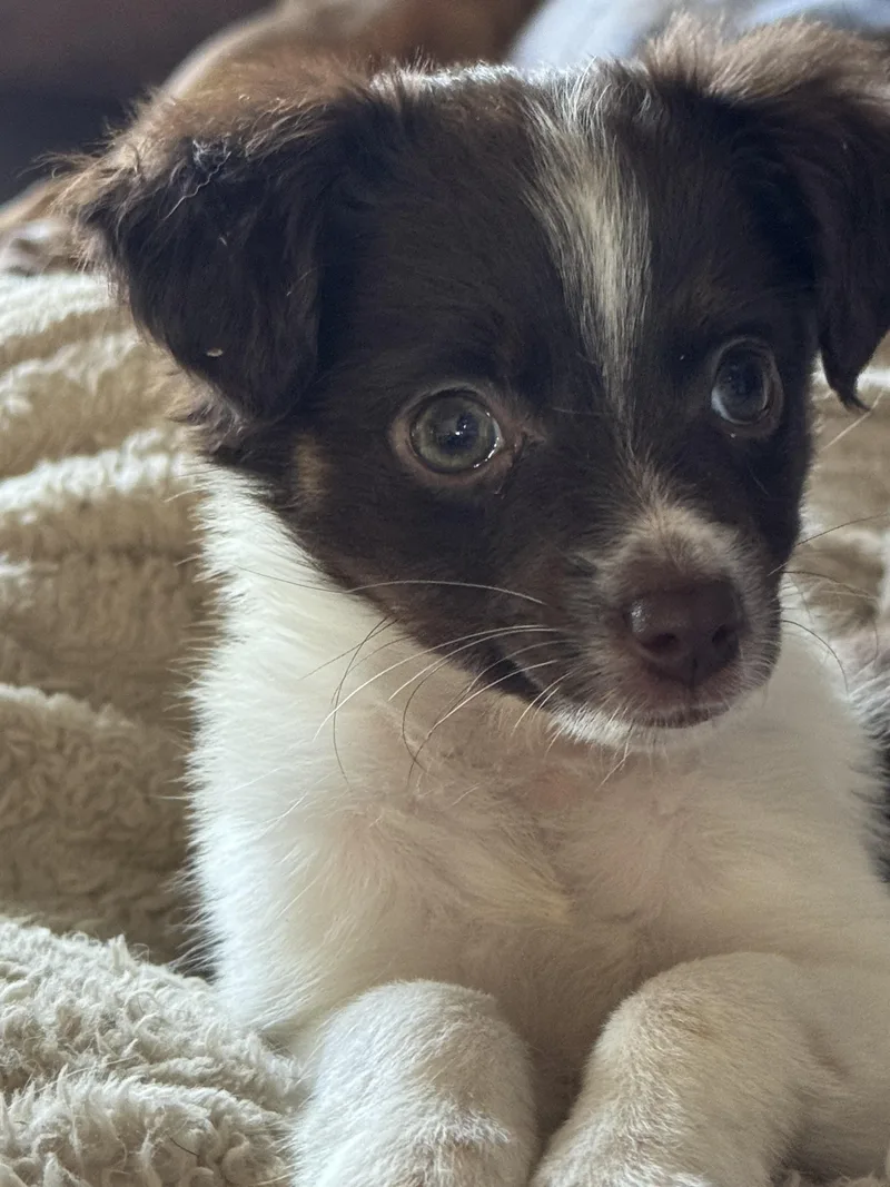 Phoebe thumbnail 6