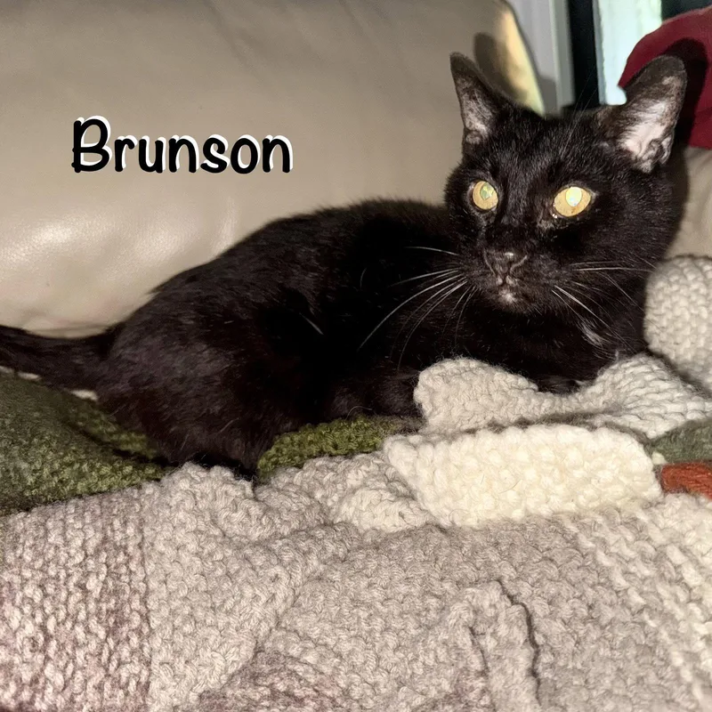 A senior medium-sized male Black Domestic Short Hair cat named Brunson for adoption in Spring Lake, NJ