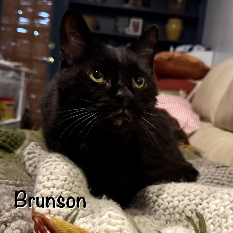 Brunson thumbnail 2