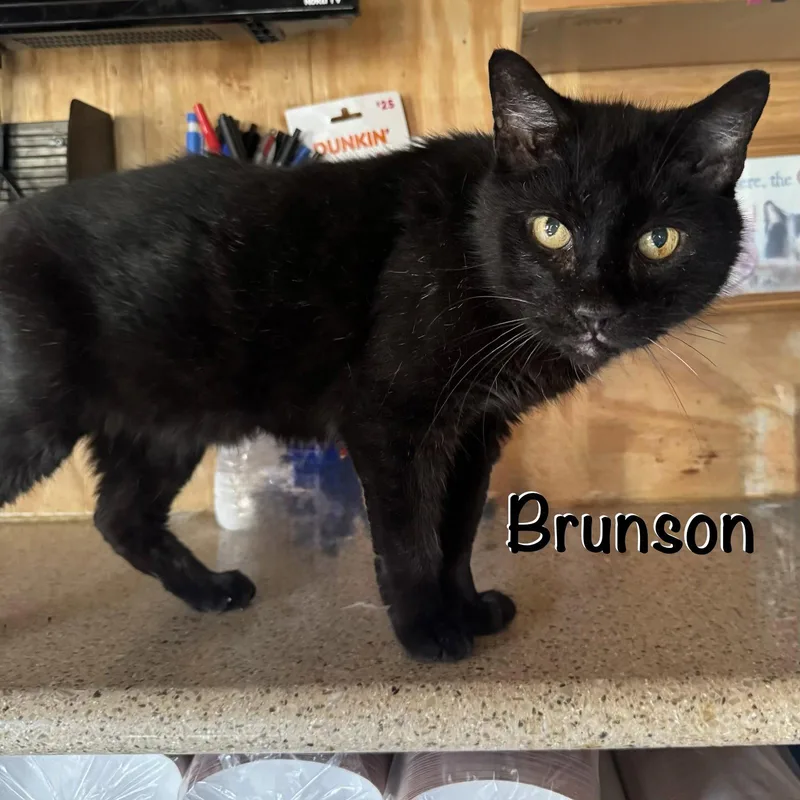 Brunson thumbnail 3