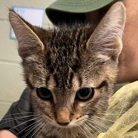 A baby small-sized male Brown / Chocolate Domestic Short Hair cat named Fork for adoption in Baltimore, MD
