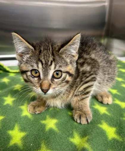 A baby small-sized female Domestic Short Hair cat named Wilma for adoption in Westland, MI