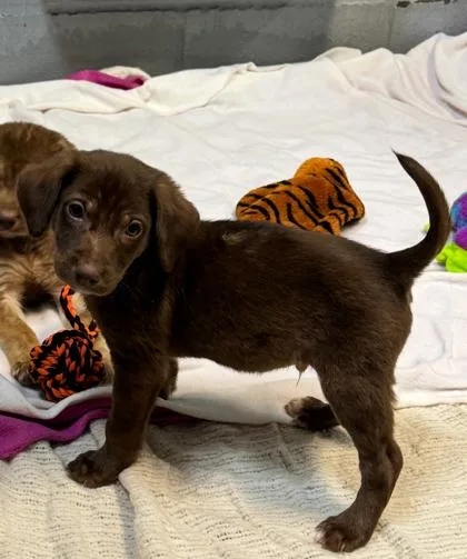 An adult small-sized male Mixed Breed dog named Dougal for adoption in Port Allen, LA