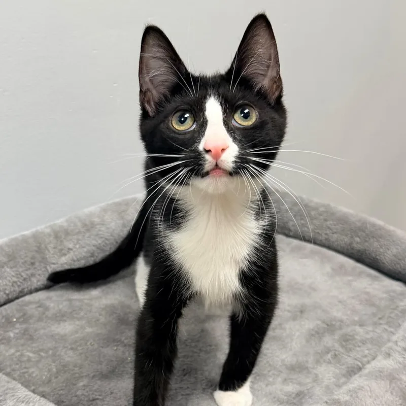 A young medium-sized male Black Domestic Short Hair cat named Porridge for adoption in miami, FL