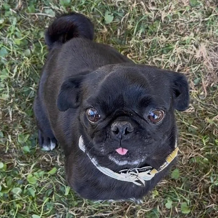 An adult small-sized female Black Pug dog named Onyx for adoption in Apple Valley, CA