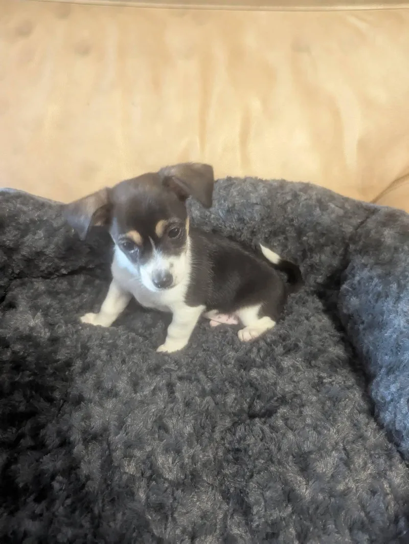 A baby small-sized male Terrier dog named Doodles for adoption in Oakland, CA