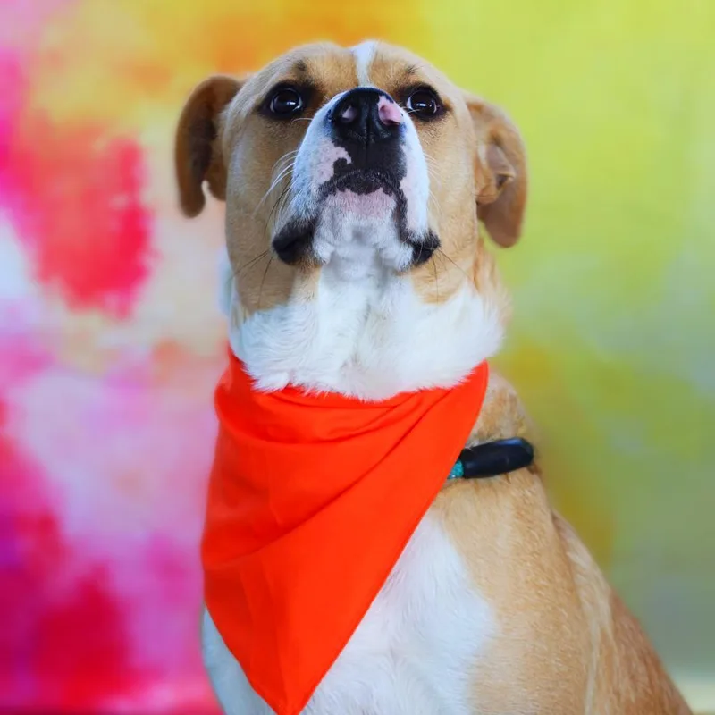 Toby Jum thumbnail 5