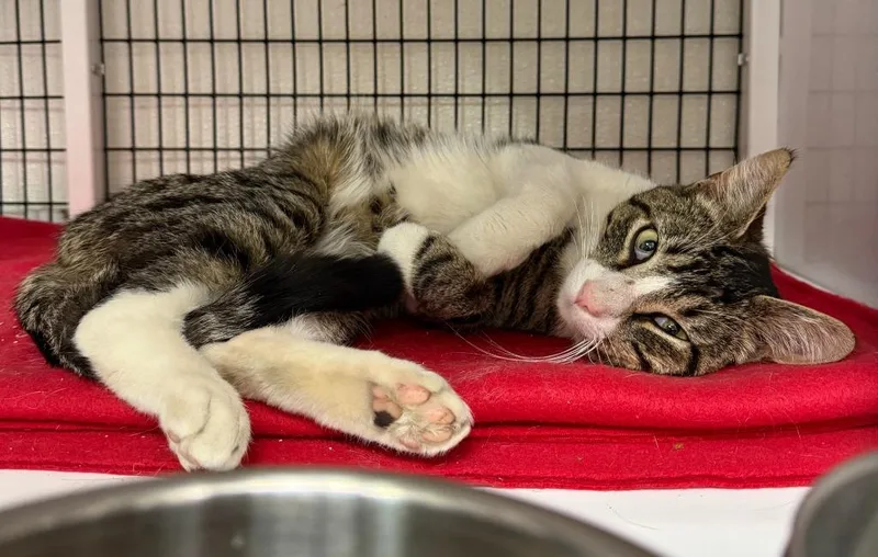 A young medium-sized male Domestic Short Hair cat named Jaspurr for adoption in Ewing, NJ