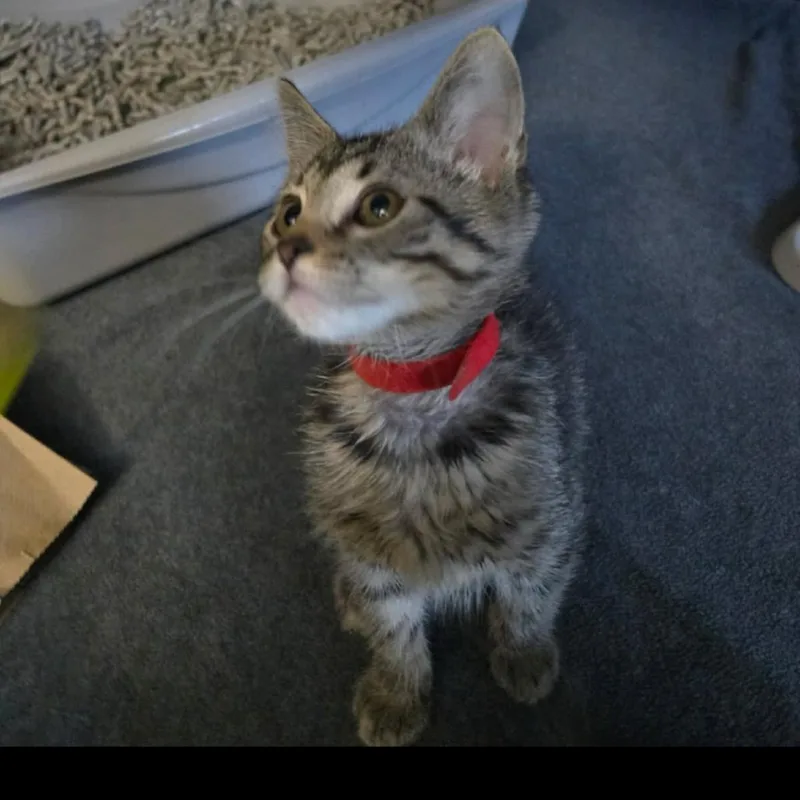 A baby small-sized female Brown / Chocolate Domestic Short Hair cat named Zena for adoption in Pasadena , MD