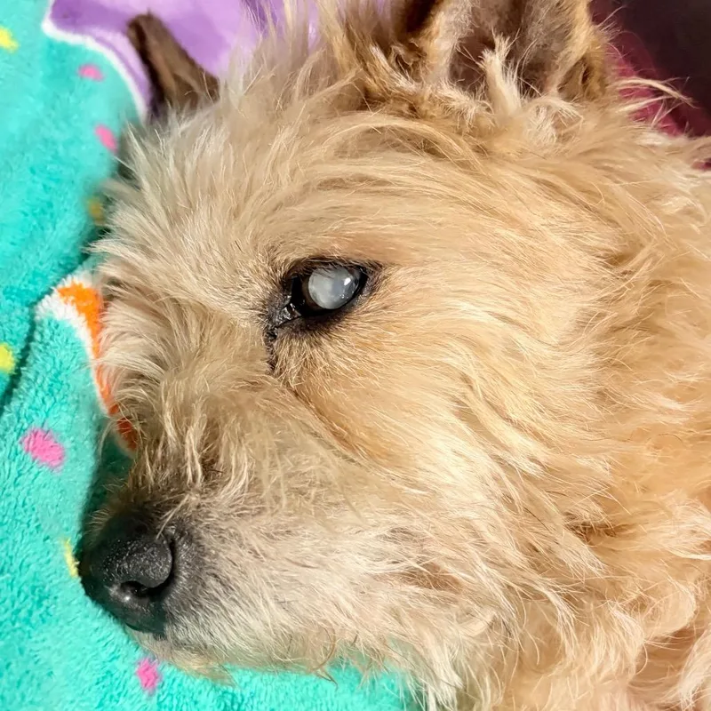 A senior small-sized male White / Cream Mixed Breed dog named Heman for adoption in Philadelphia, PA