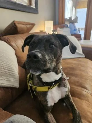 An adult large-sized female Mixed Breed dog named Darla for adoption in Atlanta, GA