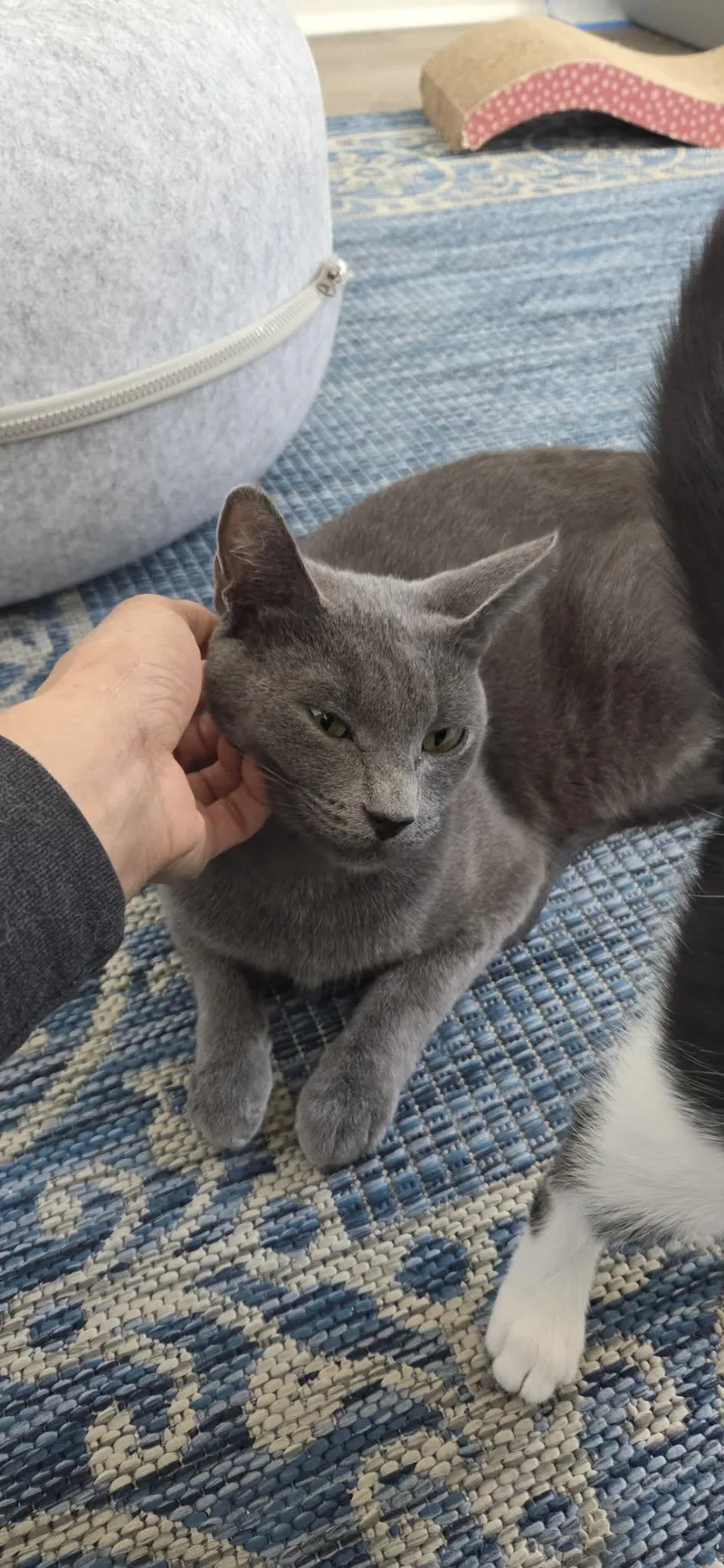 An adult medium-sized female Gray / Blue / Silver Russian Blue cat named Willow for adoption in Palmdale, CA