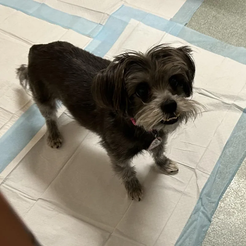 An adult small-sized male Gray / Blue / Silver Miniature Schnauzer dog named Nugget for adoption in Springfield, MA