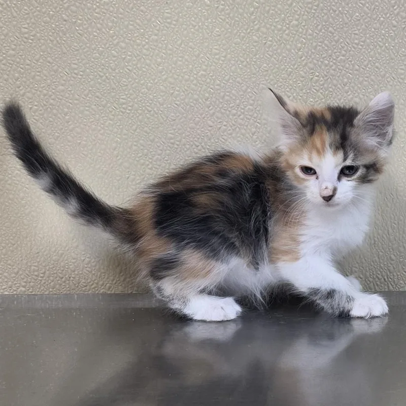 A baby medium-sized female Domestic Short Hair cat named Fairy for adoption in Brainerd, MN