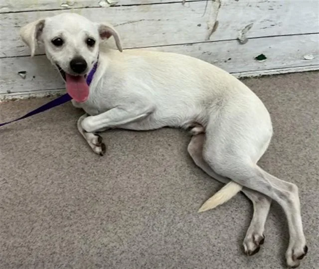 A baby small-sized male Chihuahua dog named Roo for adoption in San Bernardino, CA
