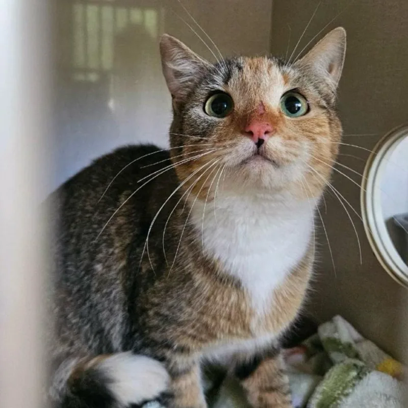 An adult medium-sized female Calico Domestic Short Hair cat named Celery for adoption in Conway, NH
