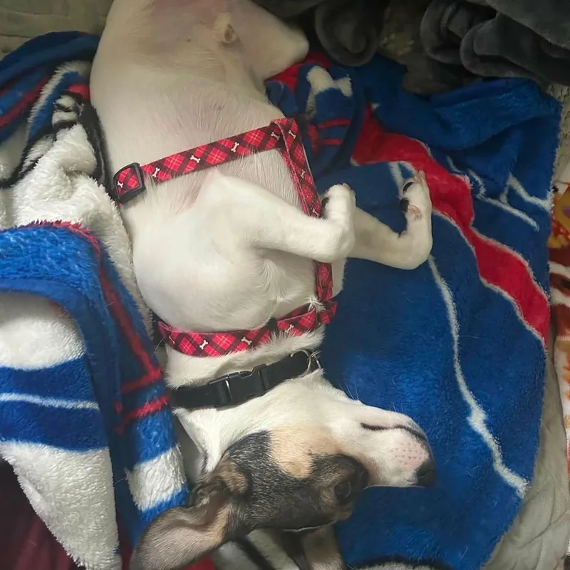 An adult small-sized male Tricolor (Brown, Black, & White) Chihuahua dog named Chester for adoption in Amherst, NY