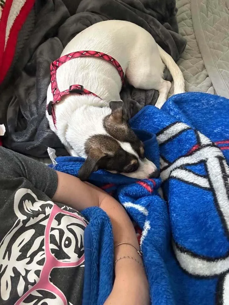 Chester thumbnail 3