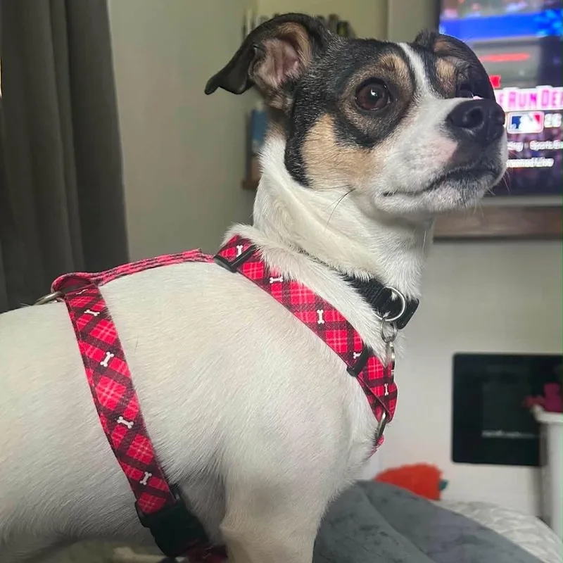 Chester thumbnail 4