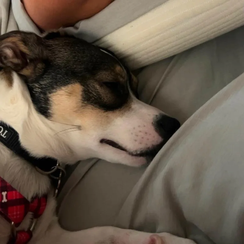 Chester thumbnail 5