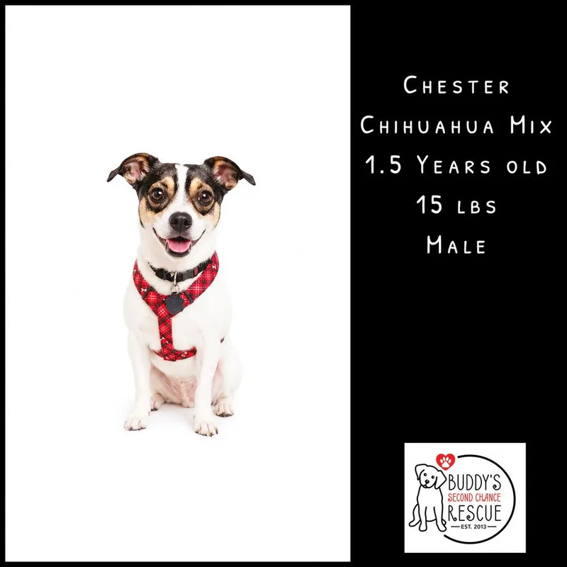 Chester thumbnail 6
