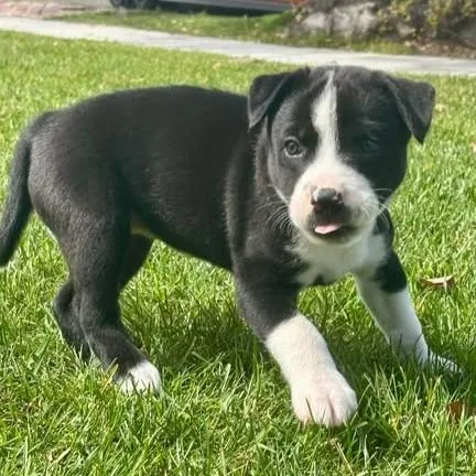A baby medium-sized female Pit Bull Terrier dog named Laila for adoption in Camarillo, CA