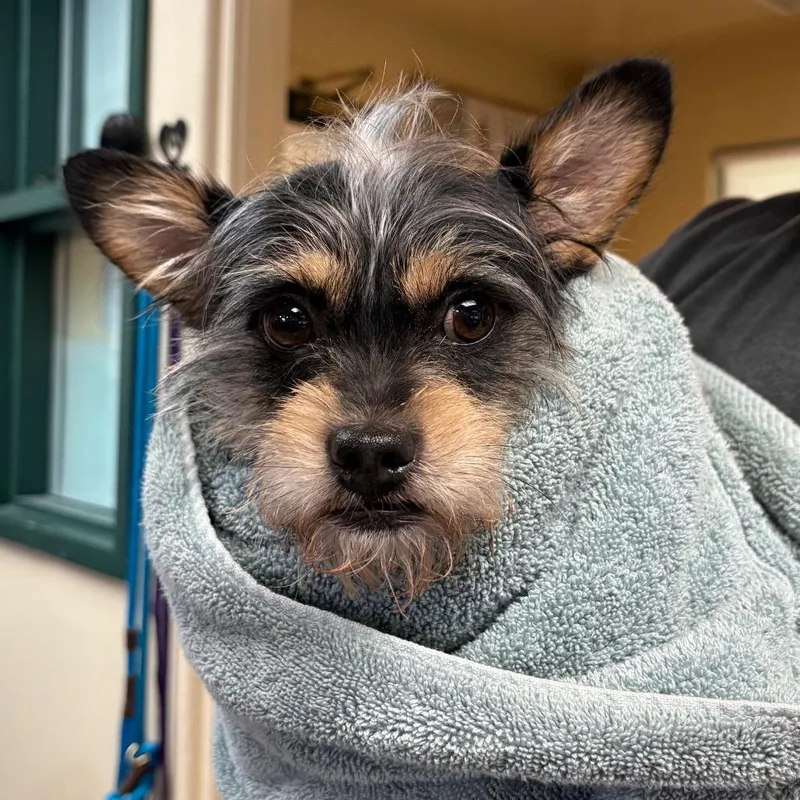 An adult small-sized male Black Terrier dog named Bacon for adoption in Pasadena, CA