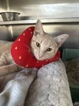 A young medium-sized female Buff / Tan / Fawn Domestic Short Hair cat named Mazey for adoption in Manitowoc, WI
